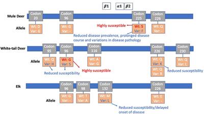 Mouse models of chronic wasting disease: A review
